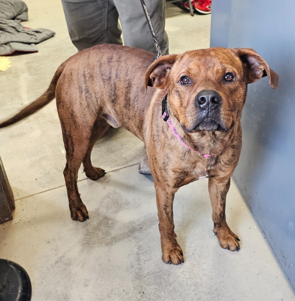 Jack Frost, an adoptable Mountain Cur, Affenpinscher in Camden, TN, 38320 | Photo Image 1