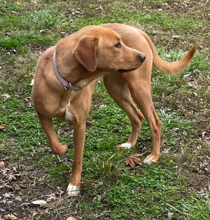 Daisy 2