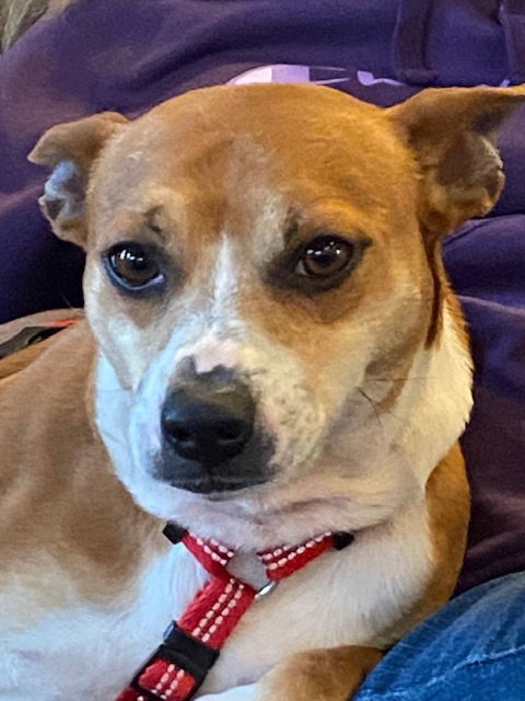 Oscar FOSTER HOME NEEDED, an adoptable Corgi, Basenji in Herndon, VA, 20172 | Photo Image 1