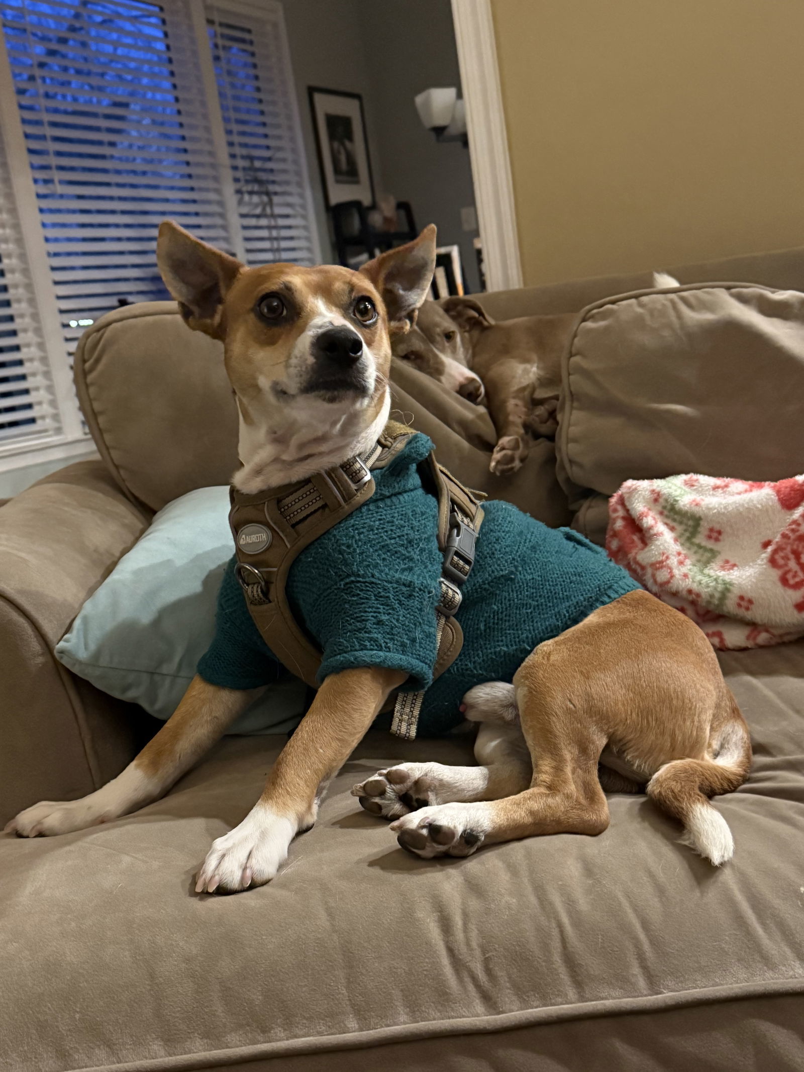 Oscar FOSTER HOME NEEDED, an adoptable Corgi, Basenji in Herndon, VA, 20172 | Photo Image 2