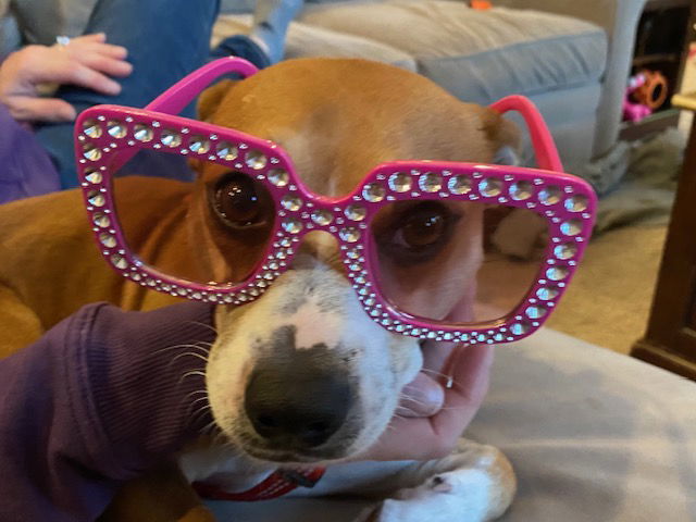 Oscar foster home needed, an adoptable Corgi, Basenji in Herndon, VA, 20172 | Photo Image 3