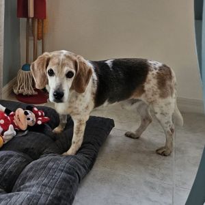 Pinto the charming senior beagle is a bundle of joy and gets along with dogs cats and children 