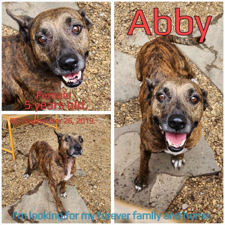 Abby 2