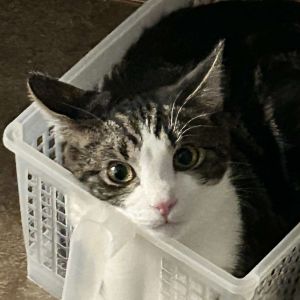 Dorito, Young Male Domestic Short Hair