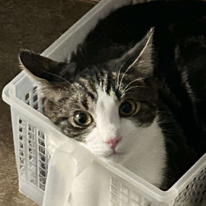 Dorito