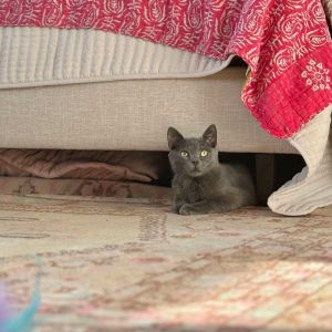 Sky, Baby Male Domestic Short Hair