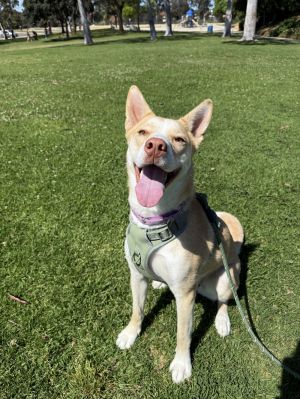 Lucy, Adult Female unknown