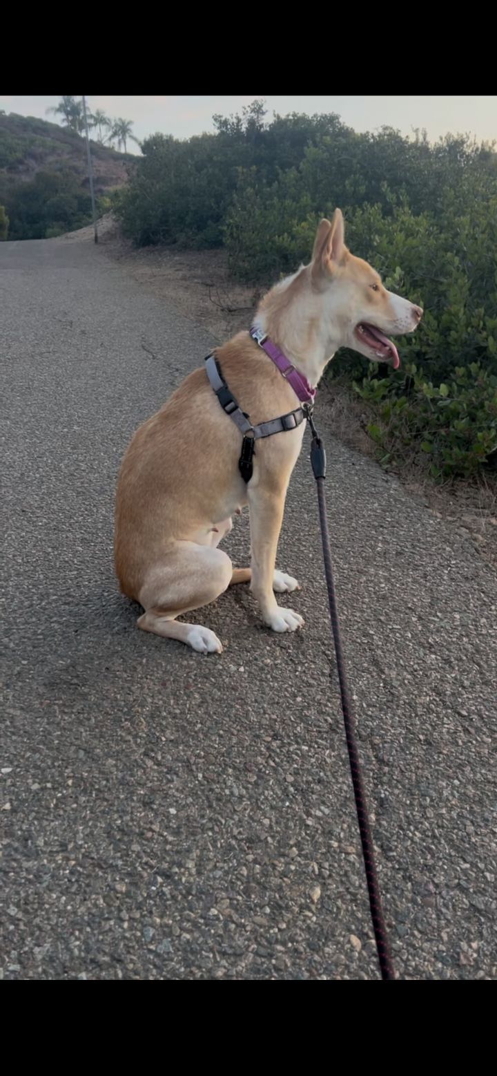 Dog For Adoption - Lucy, An Australian Cattle Dog   Blue Heeler 