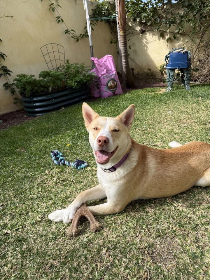Lucy 3
