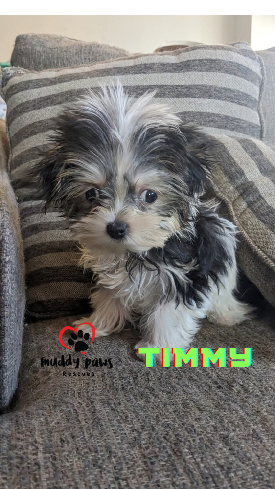 Timmy - No Longer Accepting Applications