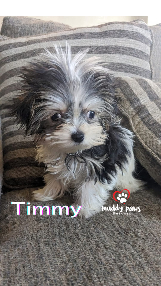 Timmy - No Longer Accepting Applications