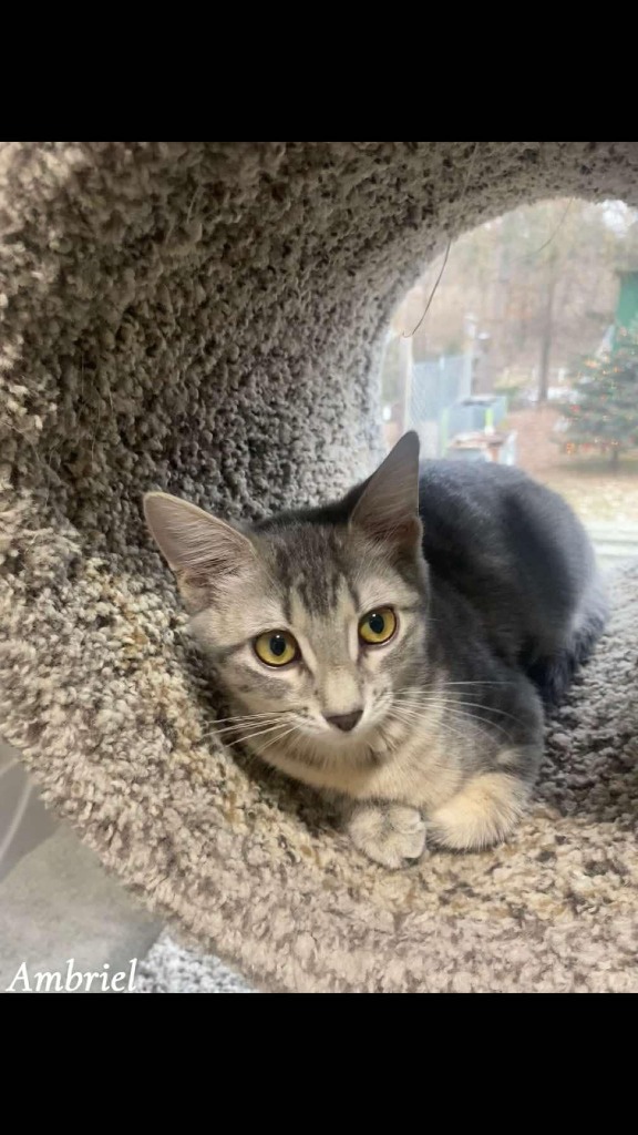 Ambriel, an adoptable Domestic Short Hair in Shell Lake, WI, 54871 | Photo Image 1