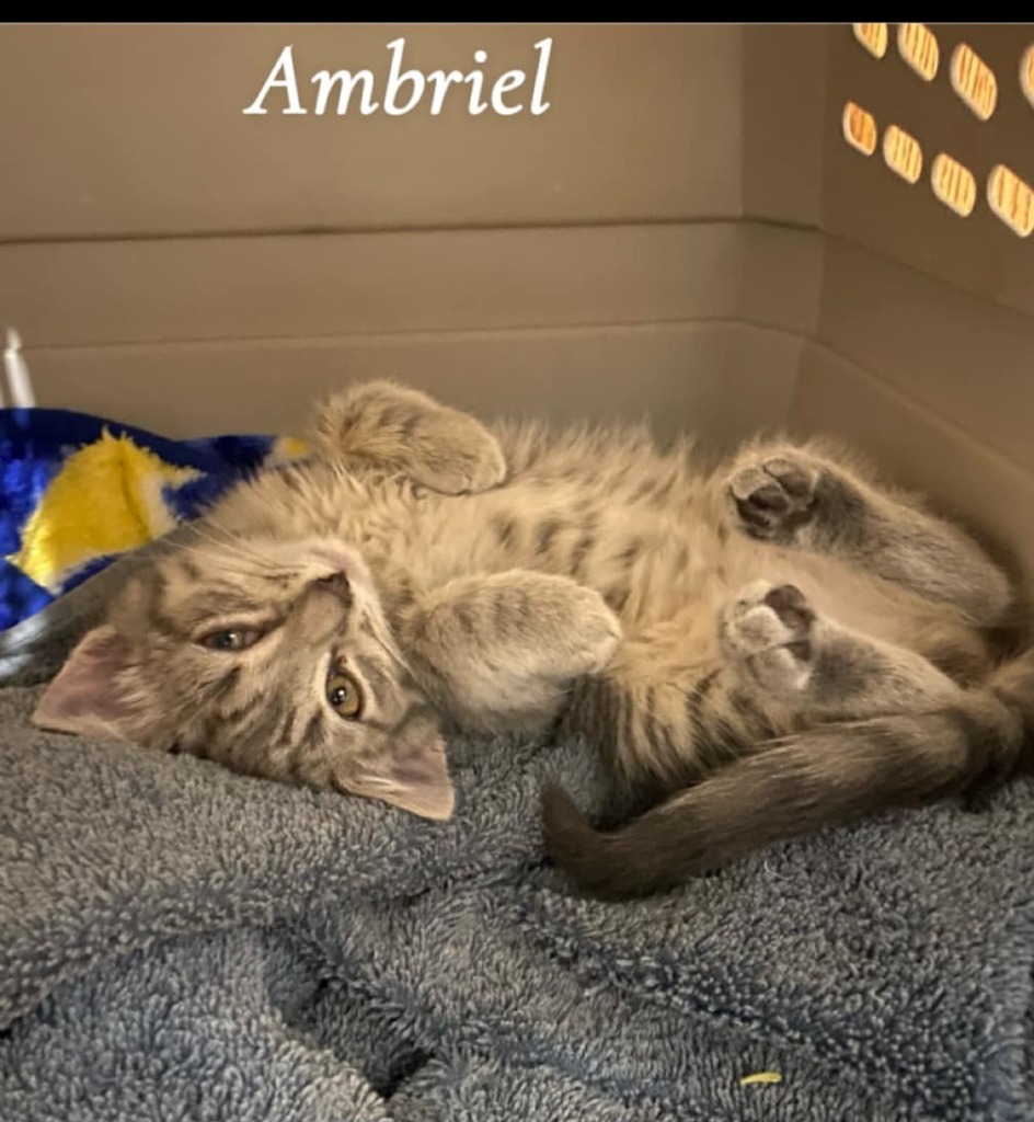 Ambriel, an adoptable Domestic Short Hair in Shell Lake, WI, 54871 | Photo Image 2
