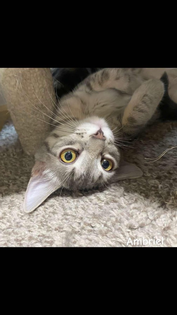 Ambriel, an adoptable Domestic Short Hair in Shell Lake, WI, 54871 | Photo Image 3