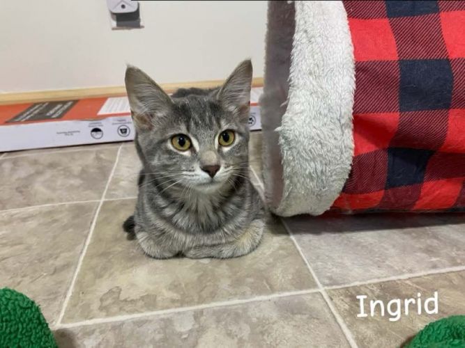 Ingrid