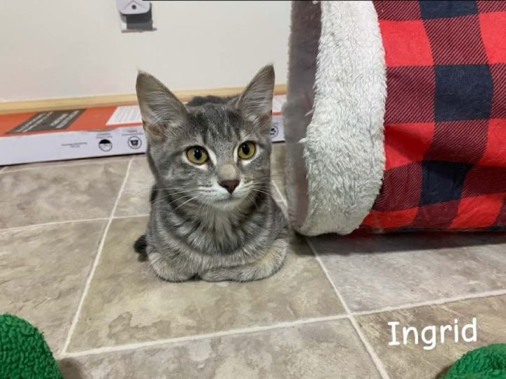 Ingrid 1