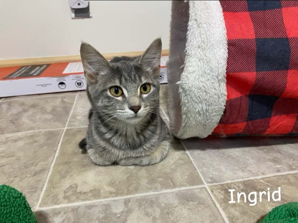 Ingrid, an adoptable Domestic Medium Hair in Shell Lake, WI, 54871 | Photo Image 1