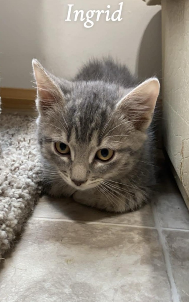 Ingrid, an adoptable Domestic Medium Hair in Shell Lake, WI, 54871 | Photo Image 2