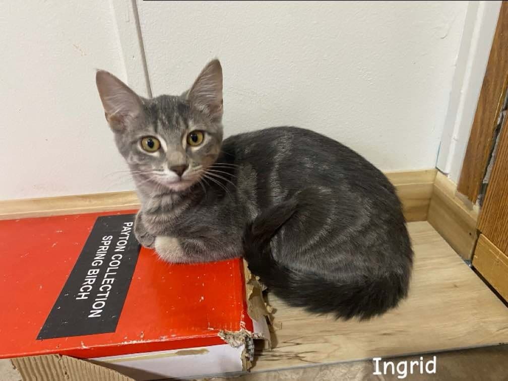 Ingrid, an adoptable Domestic Medium Hair in Shell Lake, WI, 54871 | Photo Image 3