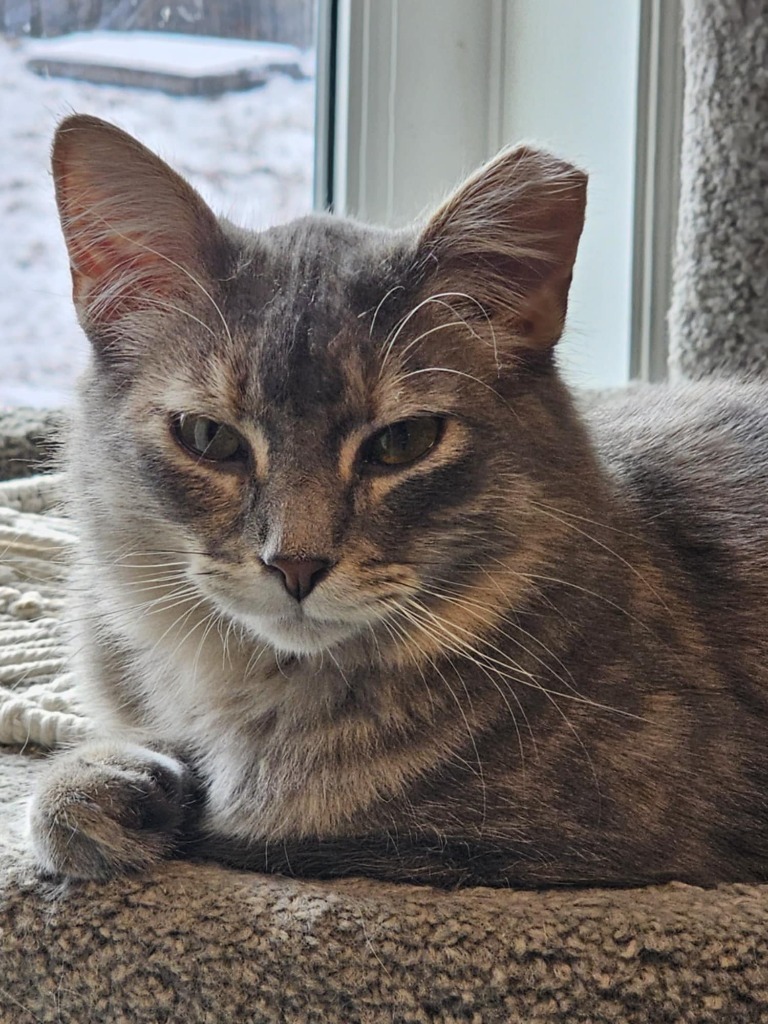 Raccoon, an adoptable Domestic Short Hair in Shell Lake, WI, 54871 | Photo Image 1