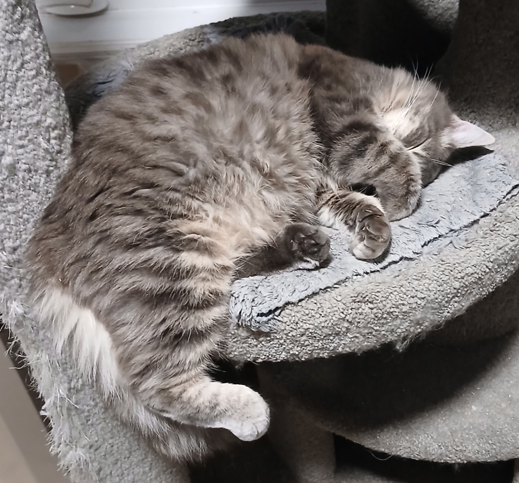 Raccoon, an adoptable Domestic Short Hair in Shell Lake, WI, 54871 | Photo Image 2