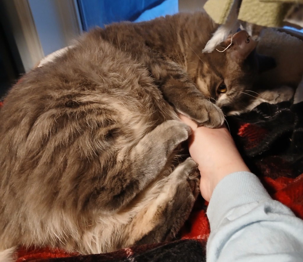 Raccoon, an adoptable Domestic Short Hair in Shell Lake, WI, 54871 | Photo Image 3