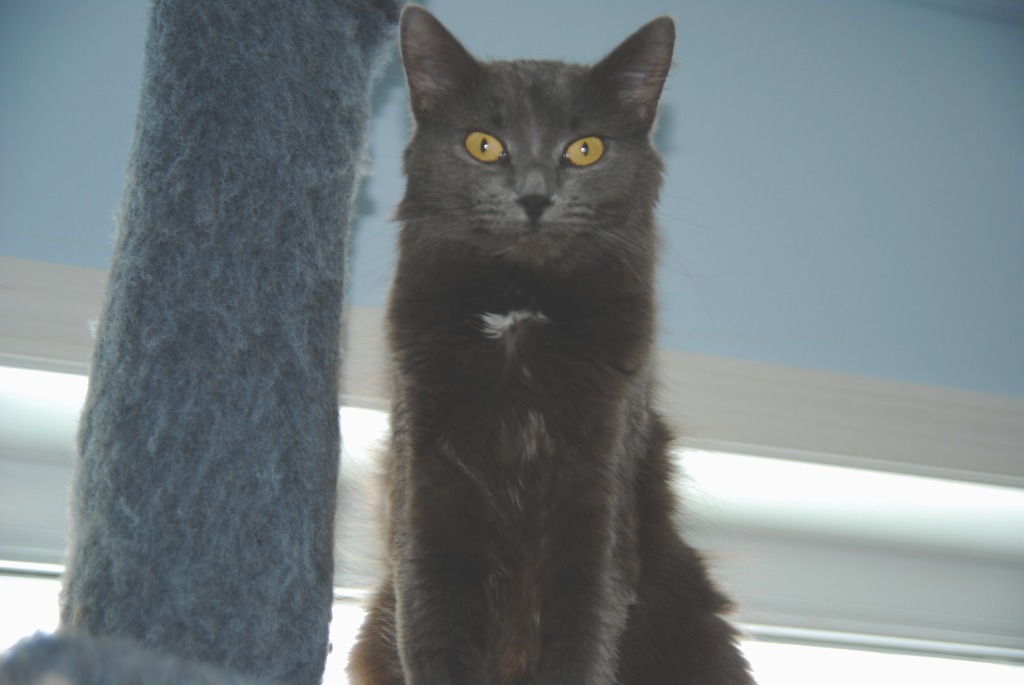 Gabby, an adoptable Domestic Medium Hair in Shell Lake, WI, 54871 | Photo Image 1