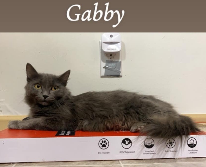 Gabby, an adoptable Domestic Medium Hair in Shell Lake, WI, 54871 | Photo Image 2