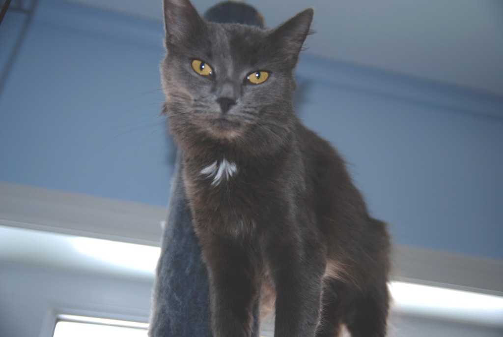 Gabby, an adoptable Domestic Medium Hair in Shell Lake, WI, 54871 | Photo Image 3