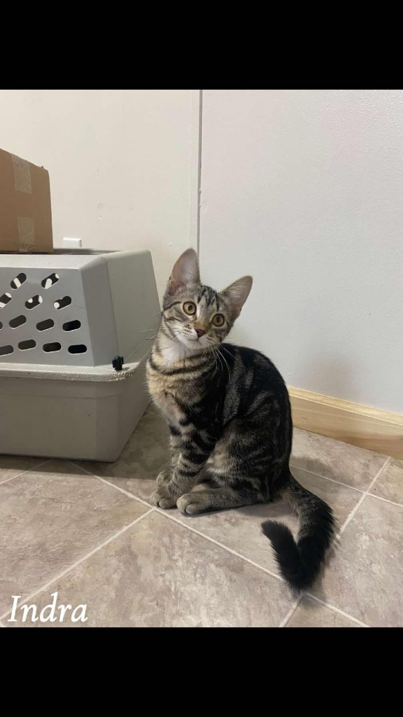 Indra, an adoptable Domestic Short Hair in Shell Lake, WI, 54871 | Photo Image 1