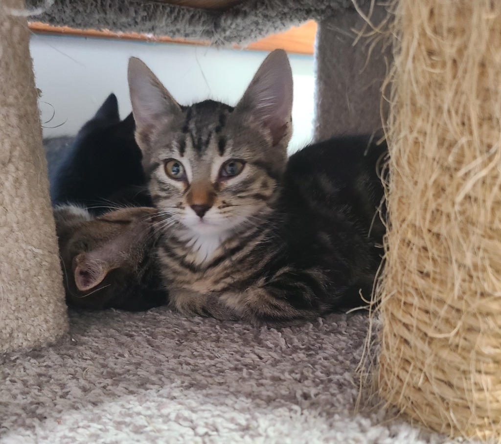 Indra, an adoptable Domestic Short Hair in Shell Lake, WI, 54871 | Photo Image 2