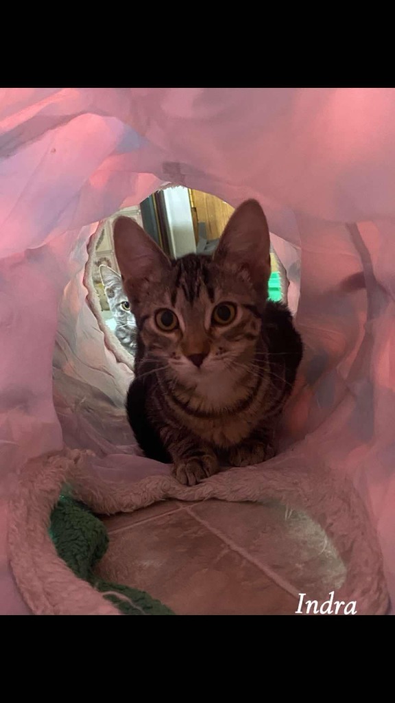 Indra, an adoptable Domestic Short Hair in Shell Lake, WI, 54871 | Photo Image 3