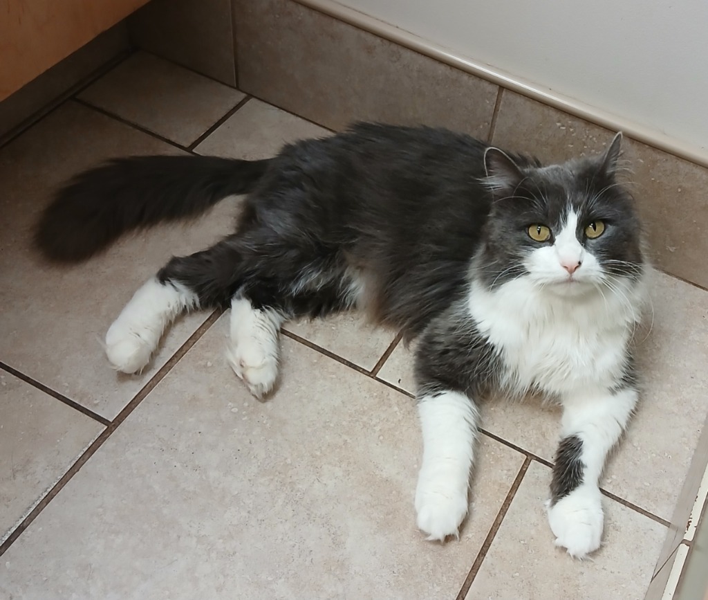 Lilia, an adoptable Domestic Medium Hair in Shell Lake, WI, 54871 | Photo Image 1