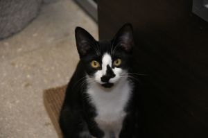 Ralph, Young Male American Shorthair