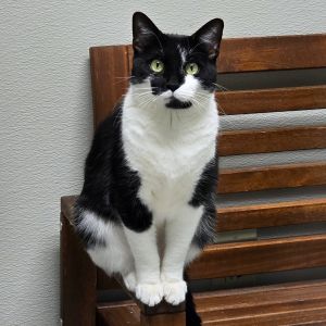 Fern - available for Foster to Adopt
