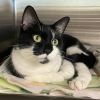 Fern - available for Foster to Adopt photo 3