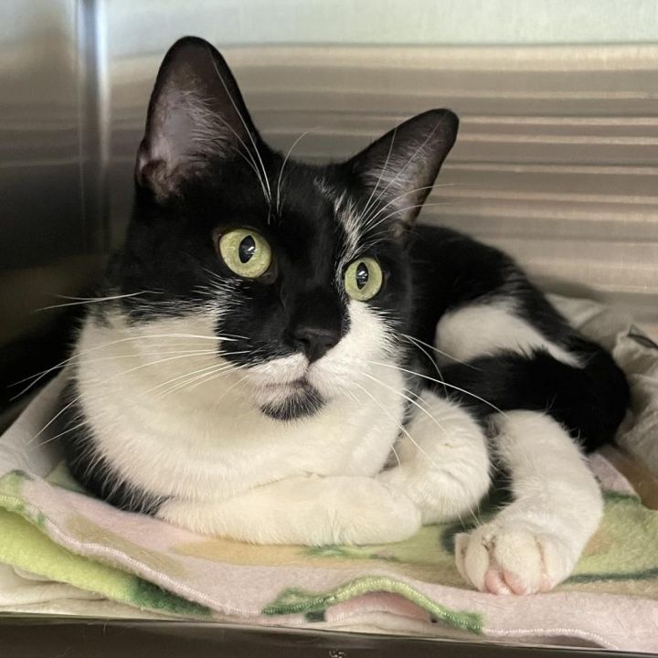 Fern - available for Foster to Adopt 3