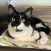 Fern - available for Foster to Adopt photo 4