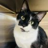 Fern - available for Foster to Adopt photo 5