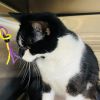 Fern - available for Foster to Adopt photo 6