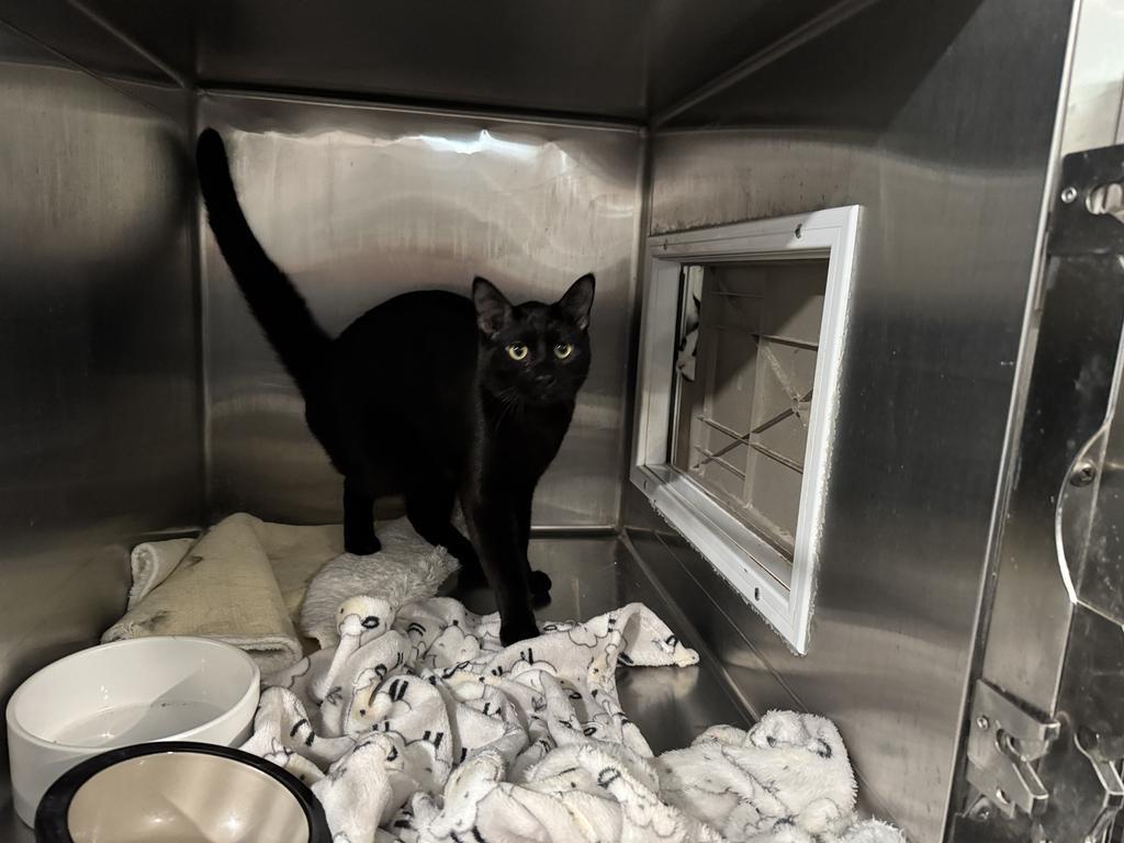 Thomas (Tomahawk), an adoptable Domestic Short Hair in Pahrump, NV, 89048 | Photo Image 1