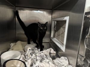 Thomas (Tomahawk), Young Male Domestic Short Hair