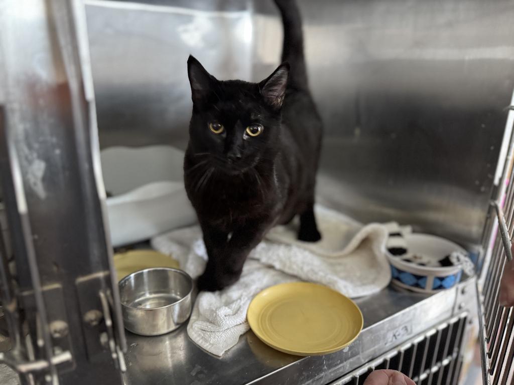 Boo Boo (May29-k2), an adoptable Domestic Short Hair in Pahrump, NV, 89048 | Photo Image 1