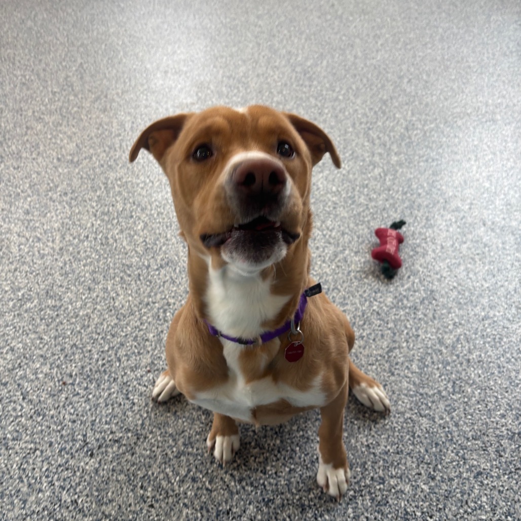 Cash, an adoptable Mixed Breed in Great Falls, MT, 59404 | Photo Image 1
