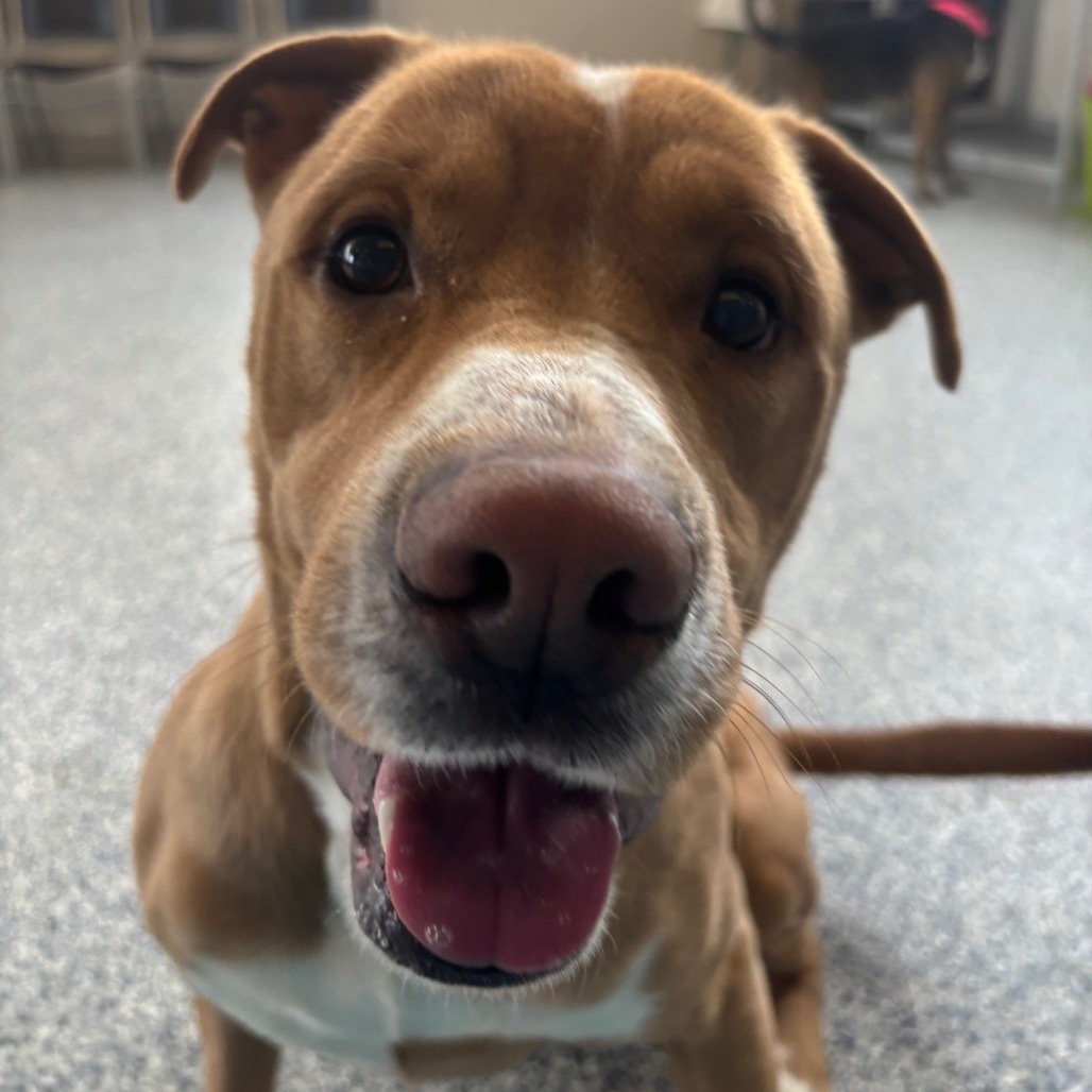 Cash, an adoptable Mixed Breed in Great Falls, MT, 59404 | Photo Image 2