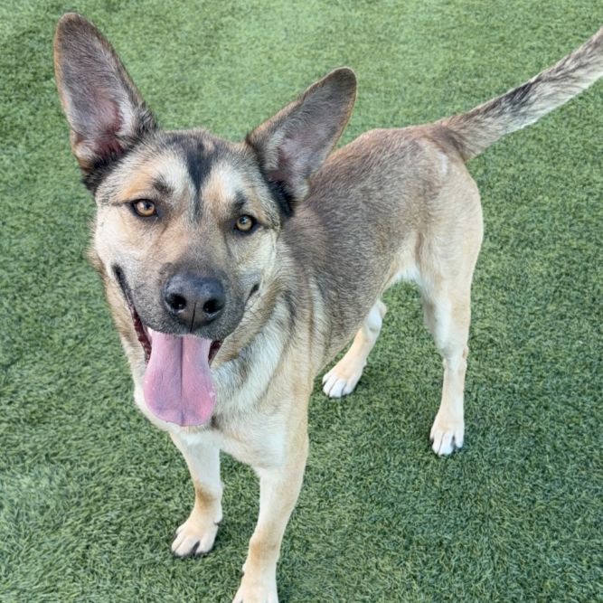 Toro A2165843