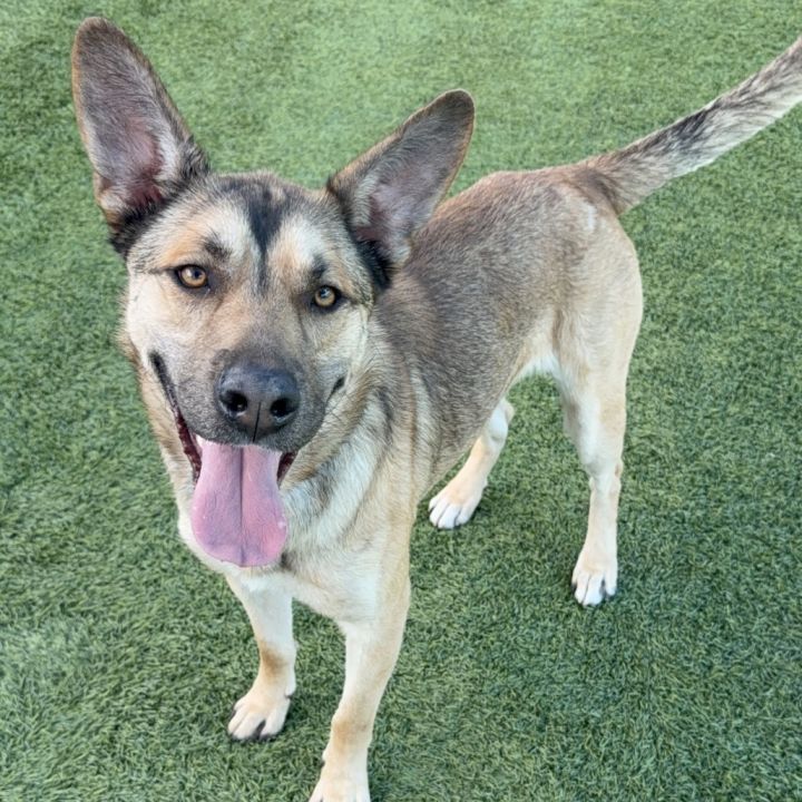 Toro A2165843 1