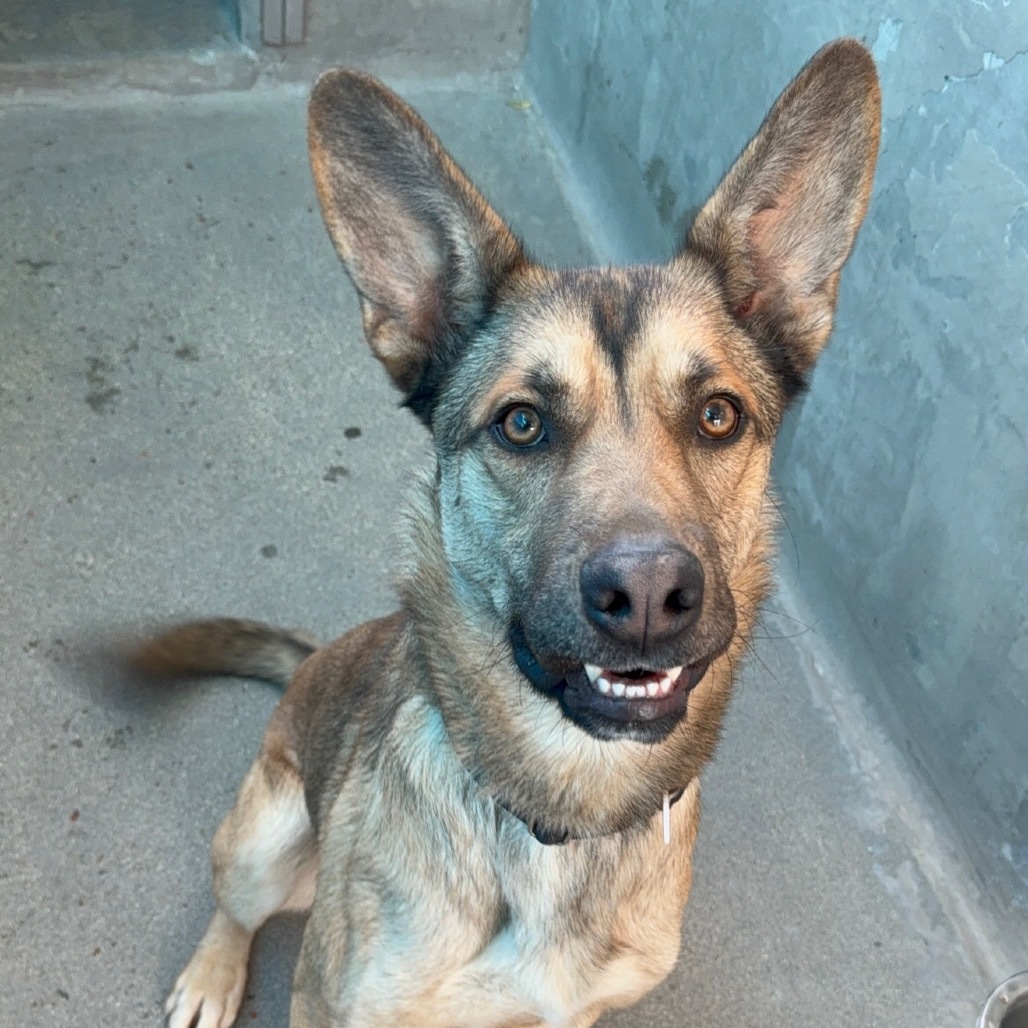Toro A2165843