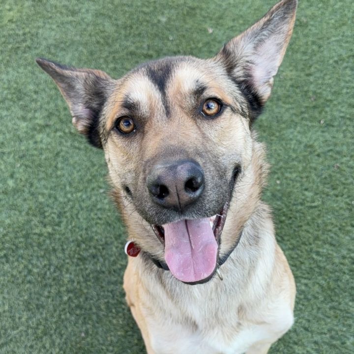 Toro A2165843 3