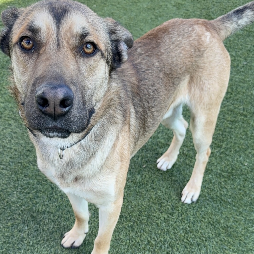 Toro A2165843
